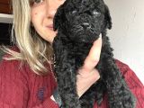 Renk Renk Poodle Yavrular