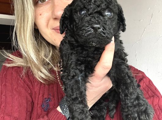Renk Renk Poodle Yavrular görsel