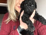 Renk Renk Poodle Yavrular