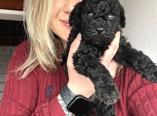 Renk Renk Poodle Yavrular görsel