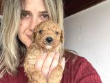 Renk Renk Poodle Yavrular