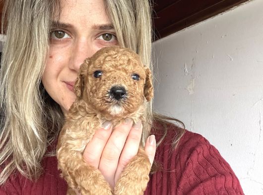 Renk Renk Poodle Yavrular görsel