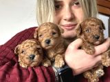 Renk renk Poodle Yavrular