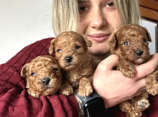 Renk Renk Poodle Yavrular