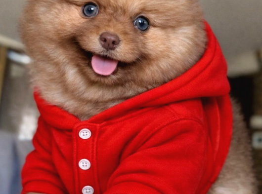 Mavi Göz Pomeranian Boo görsel