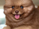 Mavi Göz Pomeranian Boo