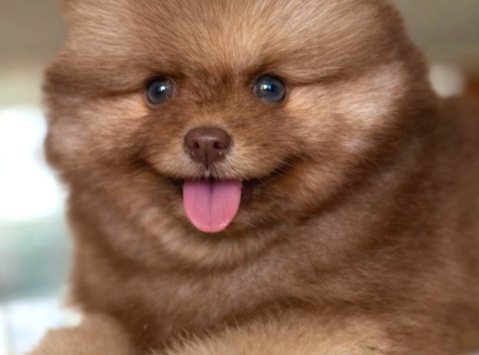Mavi Göz Pomeranian Boo görsel