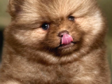 Mavi Göz Pomeranian Boo