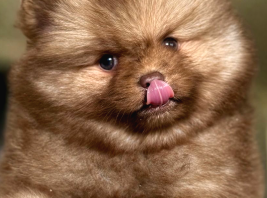 Mavi Göz Pomeranian Boo görsel