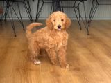2 aylık dişi Poodle