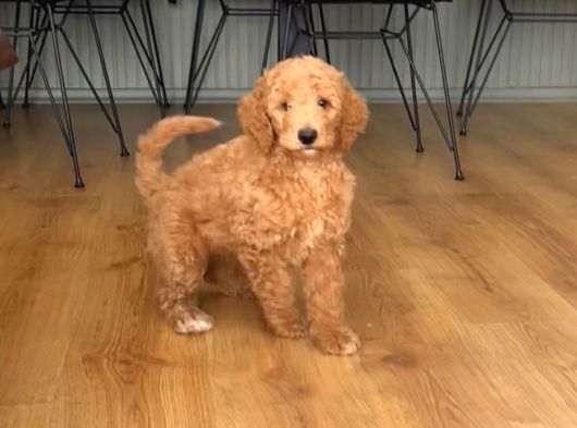 2 Aylık Dişi Poodle