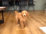 2 Aylık Dişi Poodle