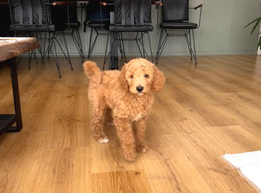 2 Aylık Dişi Poodle görsel