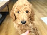 2 Aylık Dişi Poodle