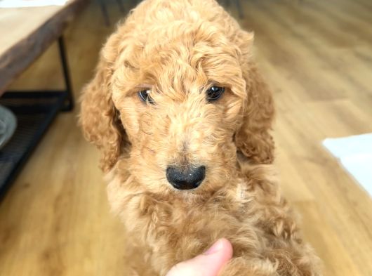 2 Aylık Dişi Poodle görsel