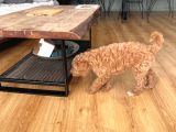 2 Aylık Dişi Poodle
