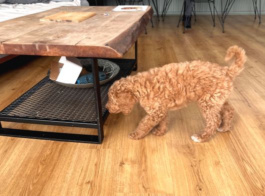 2 Aylık Dişi Poodle görsel