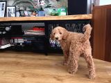 2 Aylık Dişi Poodle