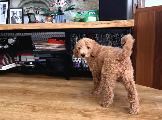 2 Aylık Dişi Poodle görsel