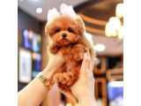 Super Star Toy Poodle Yavrularim