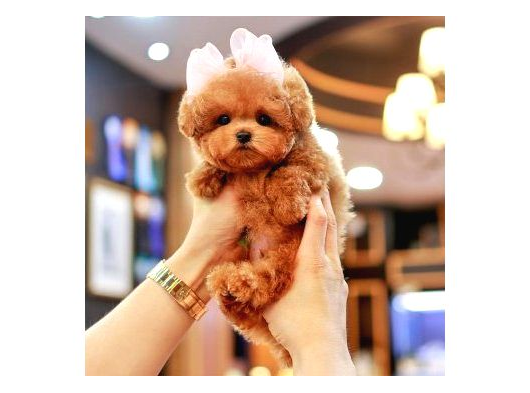 Super Star Toy Poodle Yavrularim