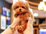 Super Star Toy Poodle Yavrularim