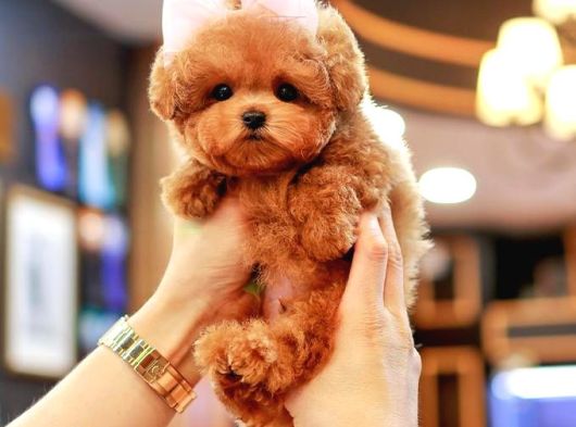 Super Star Toy Poodle Yavrularim görsel