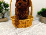 Zeki Akilli Toy Poodle Cocuklarim