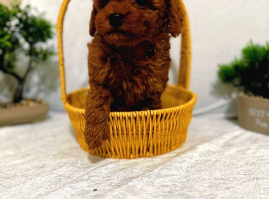 Zeki Akilli Toy Poodle Cocuklarim görsel