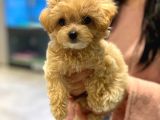 Dünya Tatlisi Malti̇poo Yavrulari