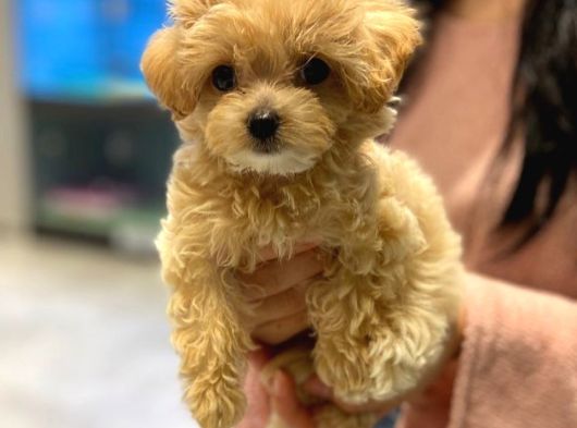 Dünya Tatlisi Malti̇poo Yavrulari görsel