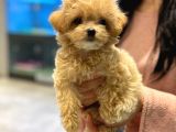 Dünya Tatlisi Malti̇poo Yavrulari