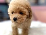 Dünya Tatlisi Malti̇poo Yavrulari