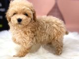 DÜNYA TATLISI MALTİPOO YAVRULARI