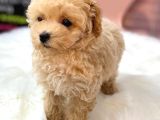 Dünya Tatlisi Malti̇poo Yavrulari
