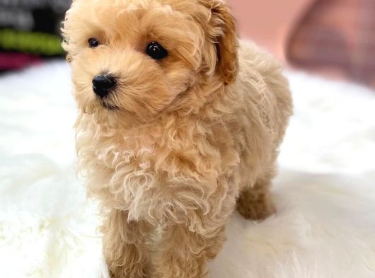 Dünya Tatlisi Malti̇poo Yavrulari görsel