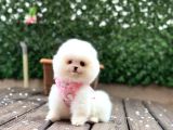 Ayıcık Surat Pomeranian Boo Yavrular