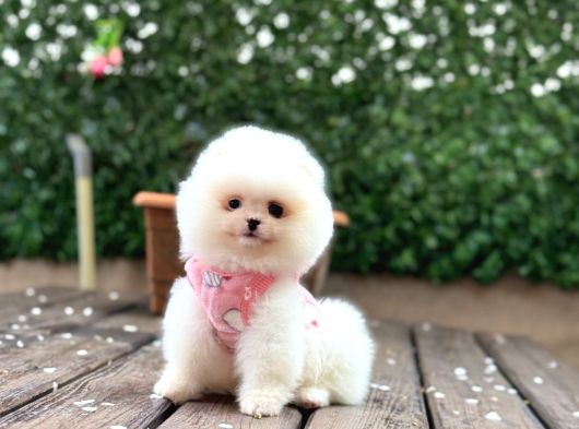 Ayıcık Surat Pomeranian Boo Yavrular görsel
