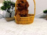 Zeki Akilli Toy Poodle Cocuklarim