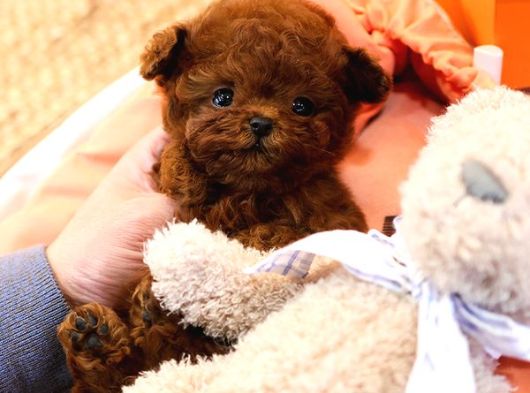 Daha Guzeli Kadar En Iyi Korean Toy Poodle Bebislerimiz görsel