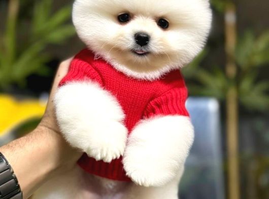 Ayı Surat Pomernian Boo Yavrularım görsel