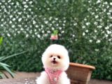 Ayıcık Surat Pomeranian Boo Yavrular