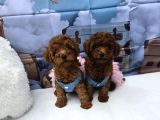 A KALİTE TOY POODLE YAVRULARIMIZ