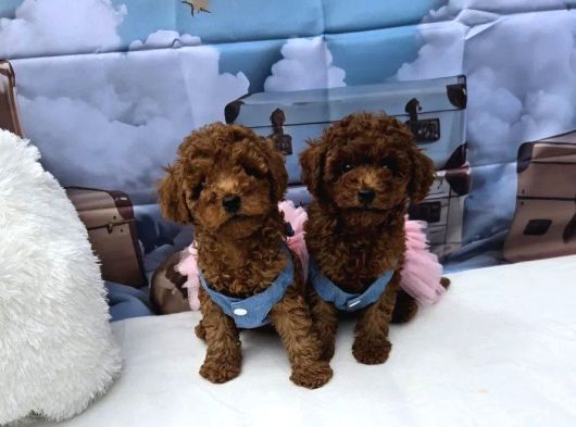 A KALİTE TOY POODLE YAVRULARIMIZ