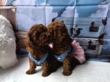 A Kali̇te Toy Poodle Yavrularimiz