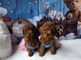 A Kali̇te Toy Poodle Yavrularimiz