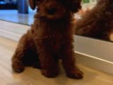 KIVIR KIVIR TÜY YAPISINDA POODLE YAVRULARIMIZ
