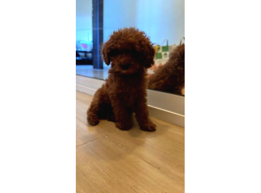 Kivir Kivir Tüy Yapisinda Poodle Yavrularimiz