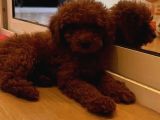 Kivir Kivir Tüy Yapisinda Poodle Yavrularimiz