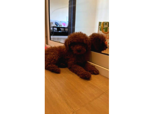 Kivir Kivir Tüy Yapisinda Poodle Yavrularimiz görsel